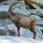 Innsbruck Card - Alpenzoo Innsbruck - Innsbruck, Austria. Visit Alpenzoo Innsbruck for alpine animal encounters and family activities - Free entry included with Innsbruck Card.