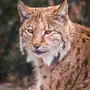 Alpenzoo Innsbruck - Innsbruck, Austria. Explore Alpenzoo Innsbruck with alpine animals and family activities - Free entry included with the Innsbruck Card.